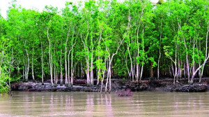 মুক্তিপণ দিয়েও সাতদিনে ছাড়া পাননি চার জেলে