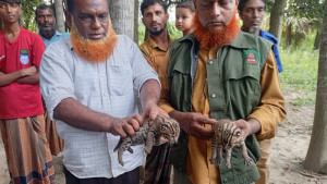 উদ্ধারের পর বনে ছাড়া হলো মেছো বিড়ালের দুটি ছানা