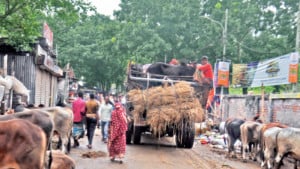 ২২ লাখের বেশি পশু অবিক্রীত, পথে বসার শঙ্কায় খামারিরা