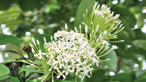 শ্বেত রঙ্গনের শুভ্র শোভা