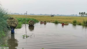 গলা পানিতে ধান, কাটতেই যাচ্ছে ফসলের ৪০ শতাংশ