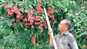 লাল লিচু, রঙিন অর্থনীতি