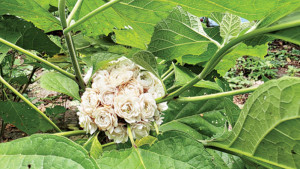 সাতসিকার সহস্রবেলি