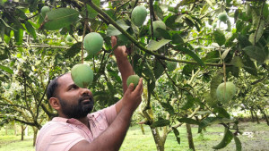 হাঁড়িভাঙা আমে এবার ১৫০  কোটি টাকা আয়ের আশা
