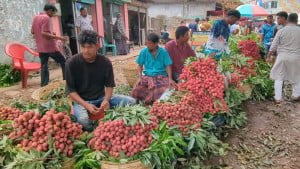 কালিতলা হাটে প্রতিদিন ১৫ কোটি টাকার লিচু বেচাকেনা