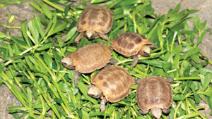 চট্টগ্রাম চিড়িয়াখানায় হলুদ পাহাড়ি কাছিমের আরও পাঁচ বাচ্চা