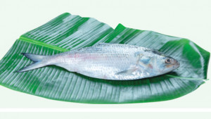 ইলিশের উৎপাদন বাড়াতে গিয়ে উল্টো কমেছে