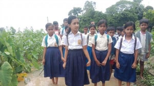 বর্ষার হাওরে বিদ্যার দুর্দশা, প্রাথমিকে ঝরে যাচ্ছে শিশু শিক্ষার্থীরা