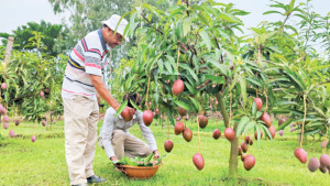 মিয়াজাকিতে নতুন আশা