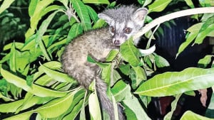 প্রকৃতির বন্ধু গন্ধগোকুল