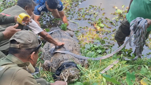 বাগেরহাটে মাজারের দিঘি থেকে সরিয়ে নেওয়া হলো কুমির