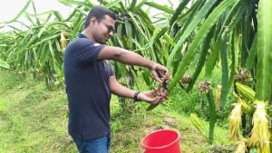 লক্ষ্মীপুরে ড্রাগন চাষে সফল তরুণ ইঞ্জিনিয়ার