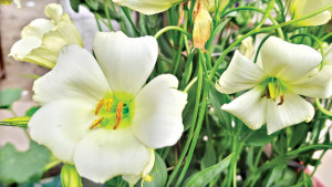 পুষ্পরাজ্যের মোহনীয় রাজকন্যা নন্দিনী