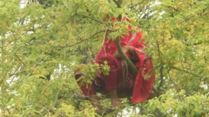 আবার তেঁতুলগাছের মগডালে কুড়িগ্রামের সেই নারী