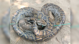 সেন্টমার্টিনে জালে আটকা ১৫ ফুটের অজগর