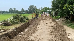 উল্লাপাড়ায় সড়ক সংস্কারের বলি প্রাকৃতিক বজ্র নিরোধক তালগাছ