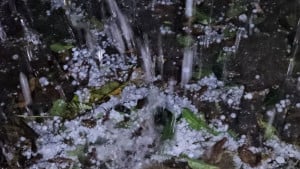 অস্বাভাবিক শিলাবৃষ্টিতে ফসল  নিয়ে দুশ্চিন্তায় কৃষক