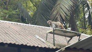 খাবারের অভাবে বাড়ি বাড়ি হানা বানরের