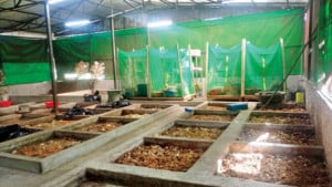 হাঁস-মুরগির জন্য আবর্জনা থেকে লার্ভা উৎপাদন