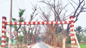 ৯ সড়কের গাছে মড়ক, ভেস্তে গেছে বনায়নের উদ্যোগ
