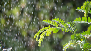 দেশের ৬ বিভাগে বজ্রসহ বৃষ্টির সম্ভাবনা