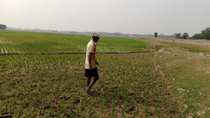 সেচ সংকটে ৩০ হাজার হেক্টর বোরো জমি অনাবাদি