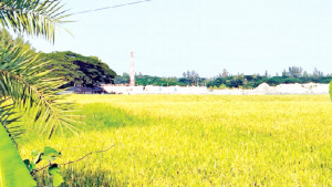 রামগতির এক গ্রামে ২৫ ইটভাটা