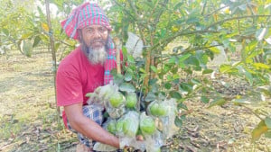 পেয়ারা চাষে ভাগ্যবদল