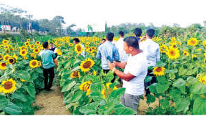 পূর্ব মেরংলোয়ায়  সূর্যমুখীর সৌন্দর্য