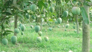 রাজশাহীর আম ১৫ মে থেকে আসবে বাজারে