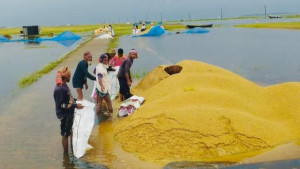 ‘এই ধান বেপারি নেয় না, সরকারও নেয় না’