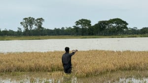 জমিতে কোমরসমান পানি, শ্রমিক সংকটে দিশাহারা কৃষক