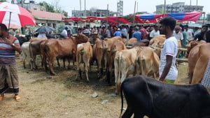 ‘আছকার বাজারে গরুর দাম বালা পাইছি, মুই খুব খুশি’