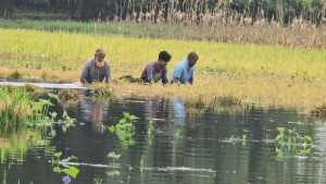 ডুবে ডুবে ধান না কাটলে সারা বছর খাবো কি!
