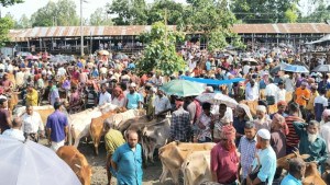 ভারতীয় গরু নেই, কুড়িগ্রামের হাটগুলোতে বিক্রি হচ্ছে দেশি পশু
