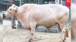 ঈদে নজর কেড়েছে ৩৯ মণ ওজনের ‌‘সাদা সুলতান’, দাম ১৫ লাখ টাকা