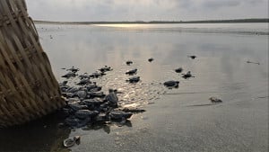 ১৬৩ কচ্ছপের বাচ্চা মিলল কুয়াকাটা সৈকতে, নিরাপদে অবমুক্ত