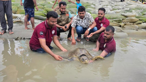 ক্লান্ত ও দুর্বল অবস্থায় কচ্ছপ উদ্ধার, চিকিৎসা দিয়ে অবমুক্ত