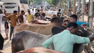 অবিক্রীত ২২ লাখের বেশি পশু, লোকসানে খামারি–ব্যাপারীরা