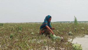 অনাবাদি চরের তরমুজে কৃষকের দিন বদল