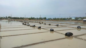 বৃষ্টিতে গলে গেছে শত শত চাষির লবণ