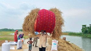 হাওরে গোখাদ্যের সংকট কম দামে গরু বিক্রি