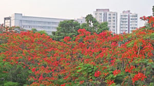যান্ত্রিক ঢাকায় ফুলের জলসা