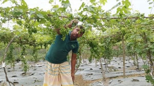 ১১ মাসেই ফলন, মিষ্টি আঙুরে ব্যাপক সাড়া