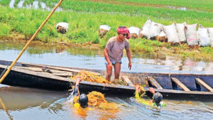 হাওরে বিপর্যয়, চাপে পড়তে পারে খাদ্য নিরাপত্তা
