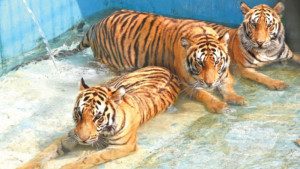 তীব্র গরমে হাঁসফাঁস পশুদের
