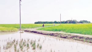 মেঘনাবেষ্টিত ৬ চরে  নেই আশ্রয়কেন্দ্র