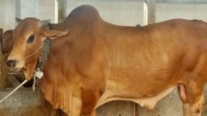 নজর কাড়ছে ১১শ কেজি ওজনের ষাঁড় পুষ্পা