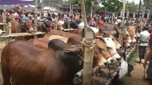 আড়াই কোটি টাকা কমে গরুর হাটের ইজারা