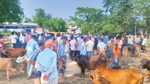 চোরাকারবারিরা সক্রিয়, খামারিরা চাপে
